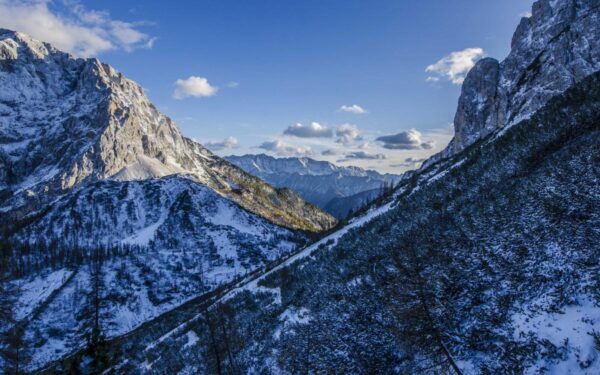 How to Plant, Grow, and Care for Coleus