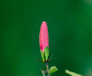 How to Plant, Grow, and Care for Coneflowers (Echinacea)