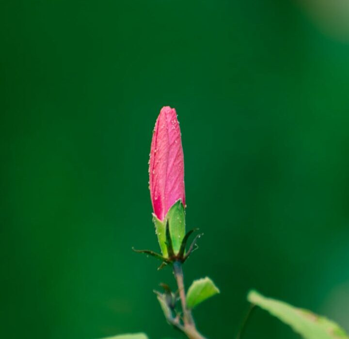 How to Plant, Grow, and Care for Coneflowers (Echinacea)