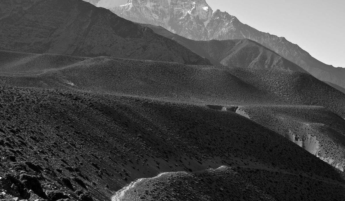 How to Plant, Grow, and Care for Coral Bells (Heuchera)