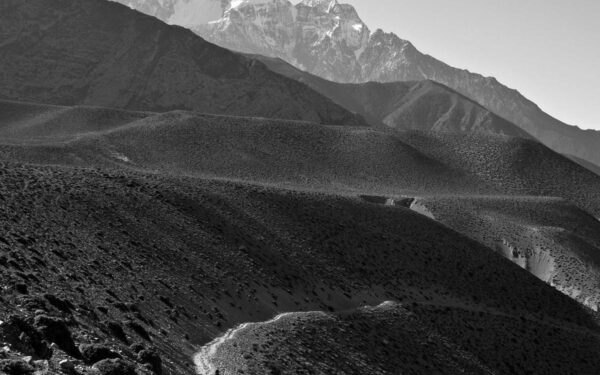 How to Plant, Grow, and Care for Coral Bells (Heuchera)