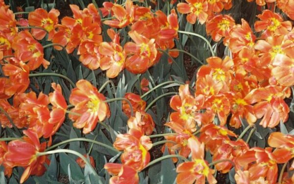 How to Plant, Grow, and Care for Dahlias