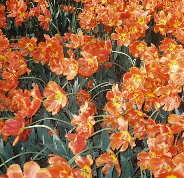 How to Plant, Grow, and Care for Dahlias