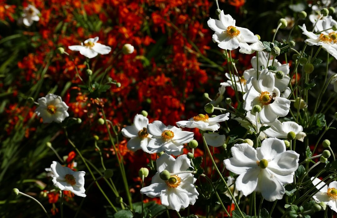 How to Plant, Grow, and Care for Daylilies