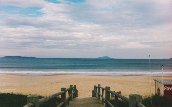 How to Plant, Grow, and Care for Ferns