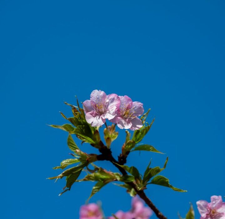 How to Plant, Grow, and Care for Hydrangeas