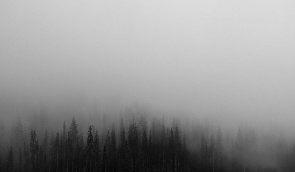 How to Plant, Grow, and Care for Japanese Forest Grass