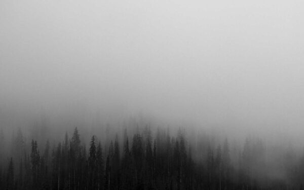 How to Plant, Grow, and Care for Japanese Forest Grass