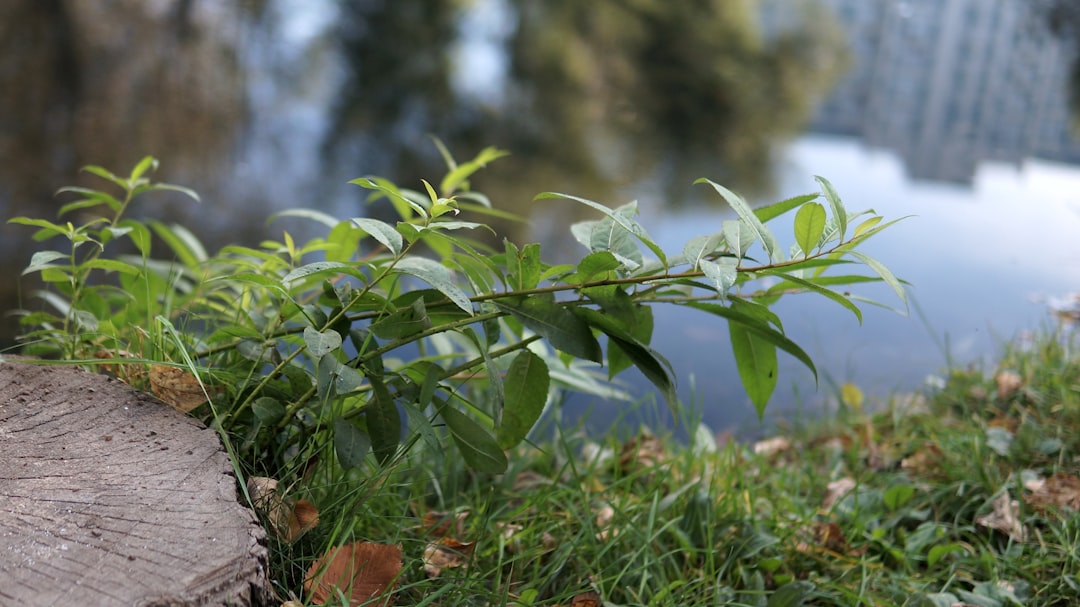 How to Plant, Grow, and Care for Lemongrass