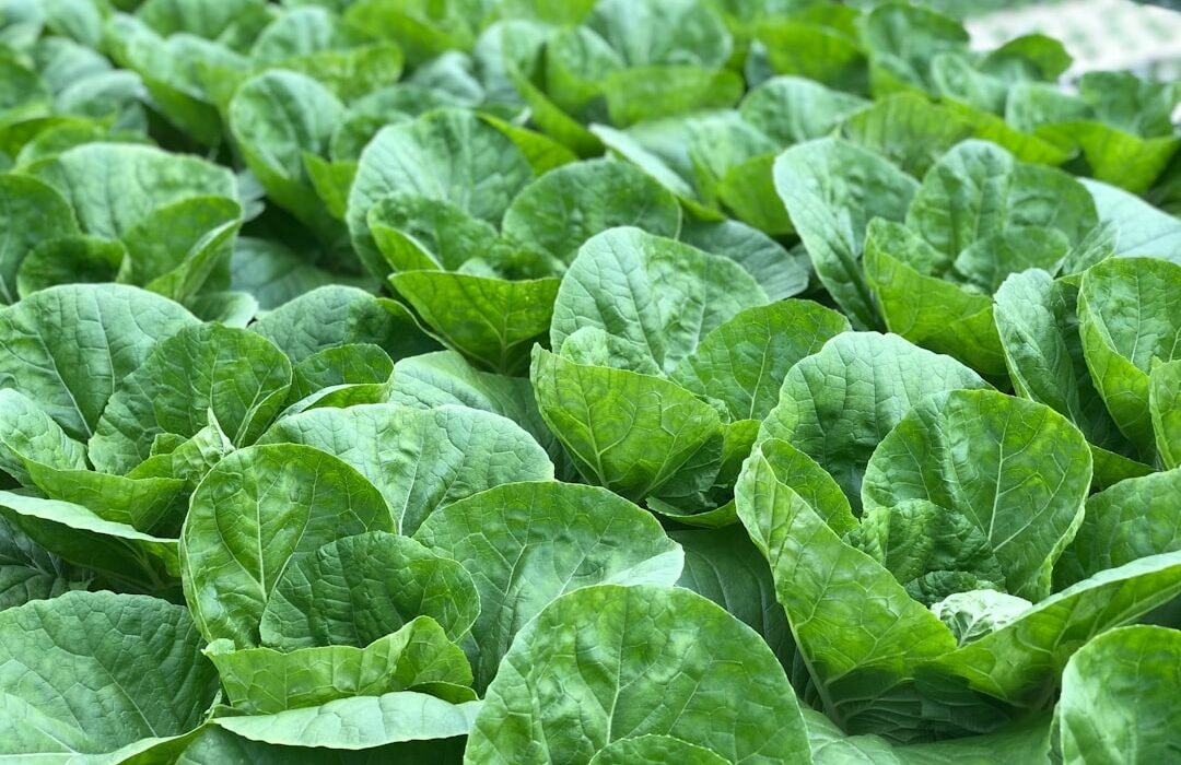 How to Plant, Grow, and Care for Lettuce Year Round