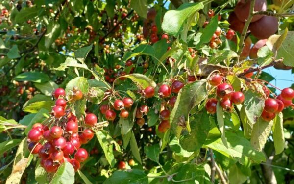 How to Plant, Grow, and Care for Mulberry Trees