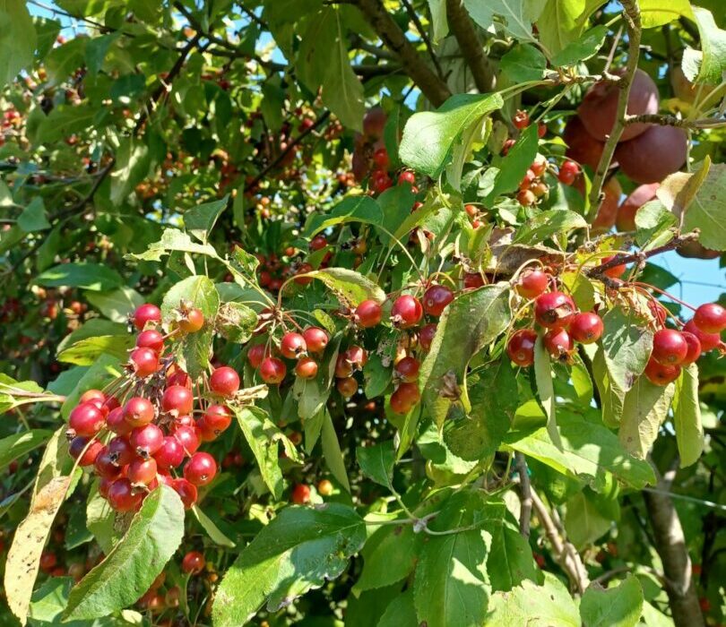 How to Plant, Grow, and Care for Mulberry Trees