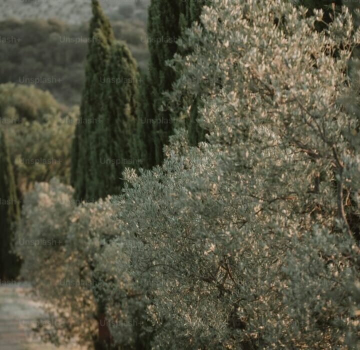 How to Plant, Grow, and Care for Oregano