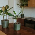 How to Plant, Grow, and Care for Peace Lilies