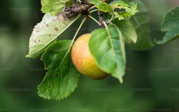 How to Plant, Grow, and Care for Peach Trees