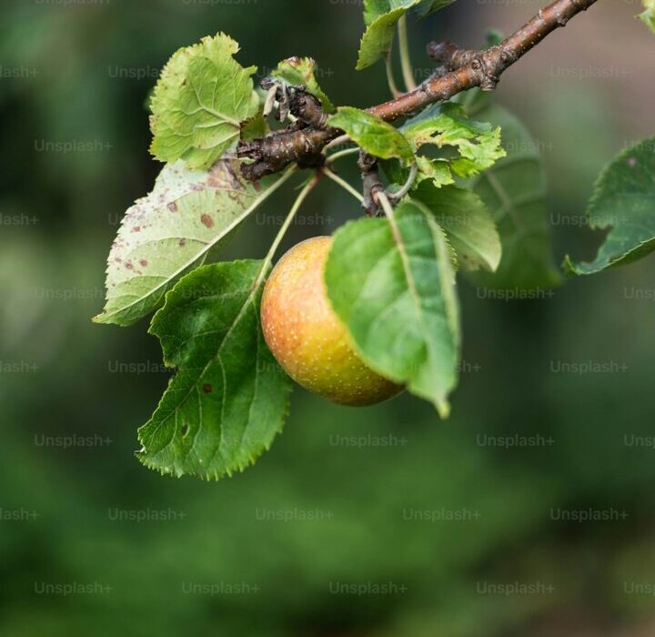 How to Plant, Grow, and Care for Peach Trees