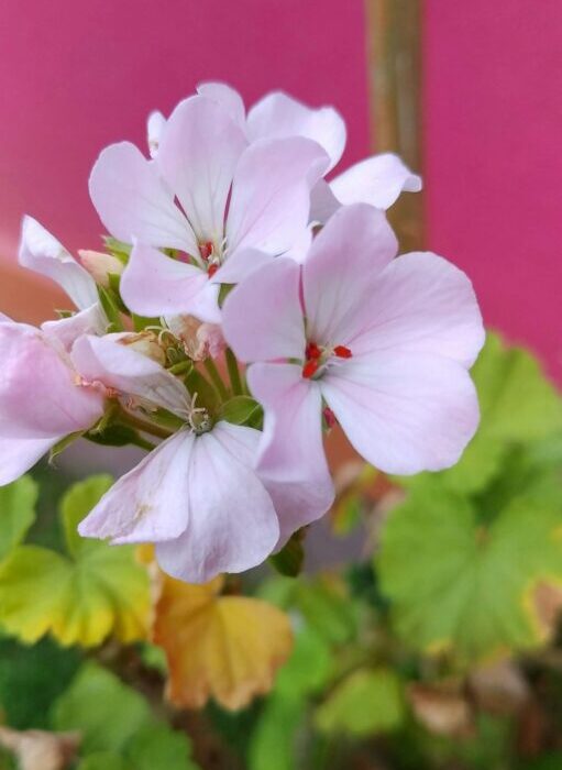 How to Plant, Grow, and Care for Peonies