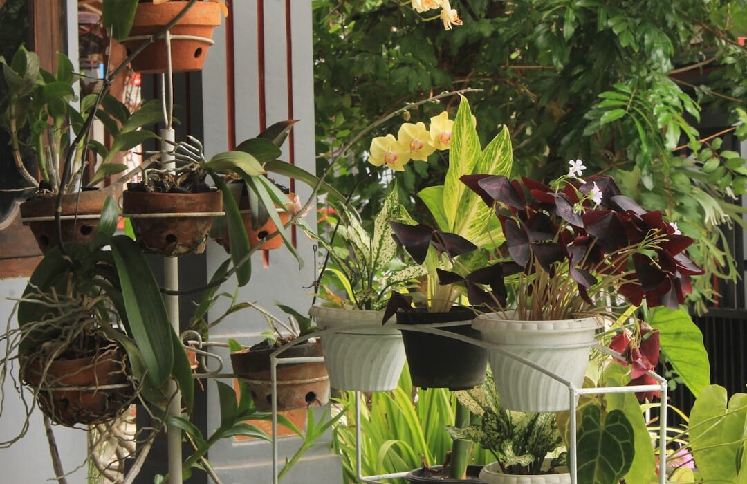 How to Plant, Grow, and Care for Philodendrons