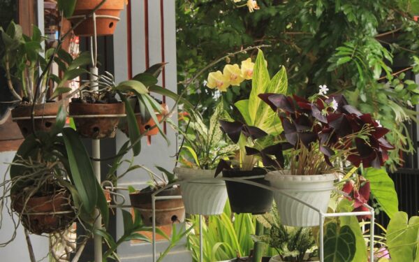 How to Plant, Grow, and Care for Philodendrons