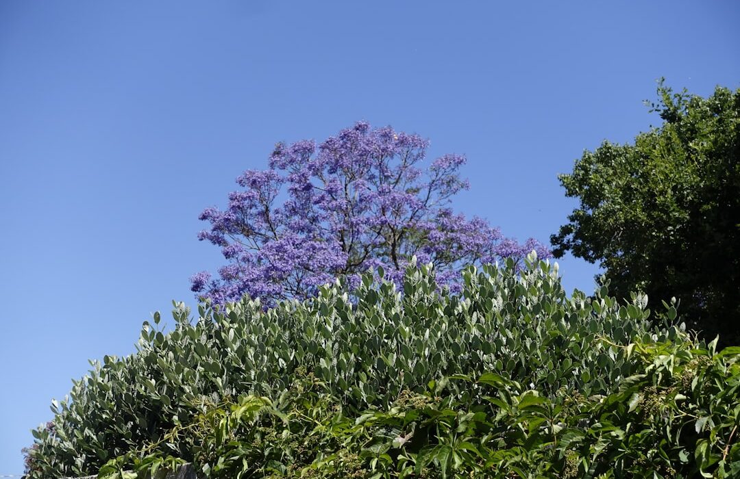 How to Plant, Grow, and Care for Plum Trees