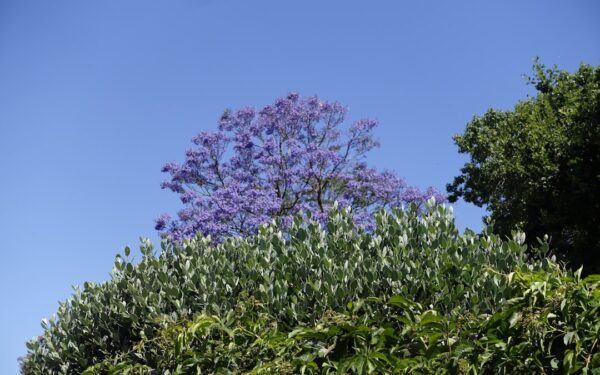 How to Plant, Grow, and Care for Plum Trees