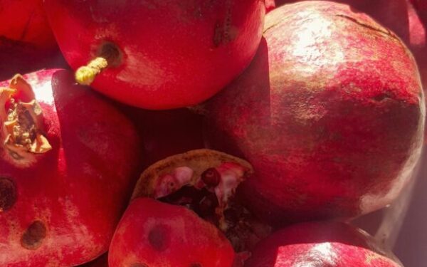 How to Plant, Grow, and Care for Pomegranate Trees