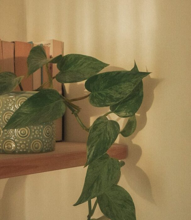 How to Plant, Grow, and Care for Pothos
