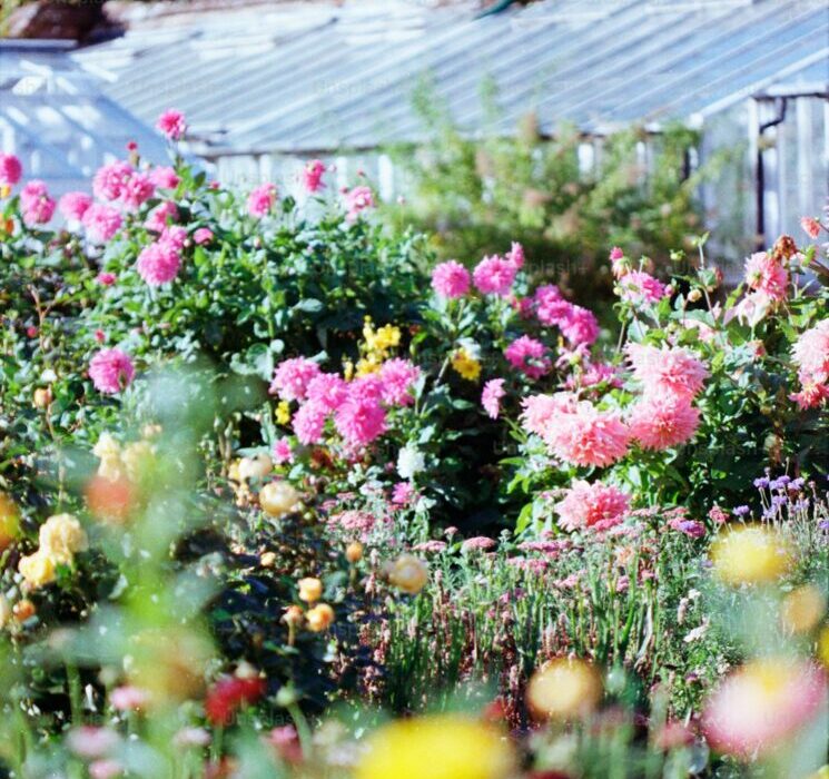 How to Plant, Grow, and Care for Rosemary