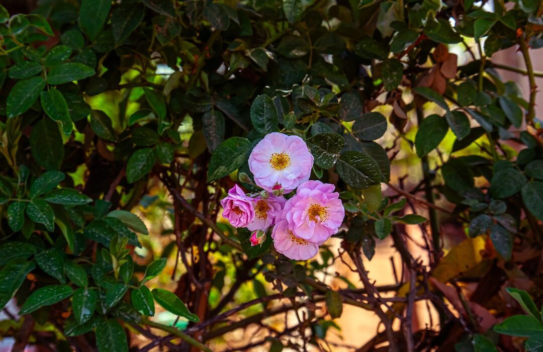 How to Plant, Grow, and Care for Roses: Beginner's Complete Guide