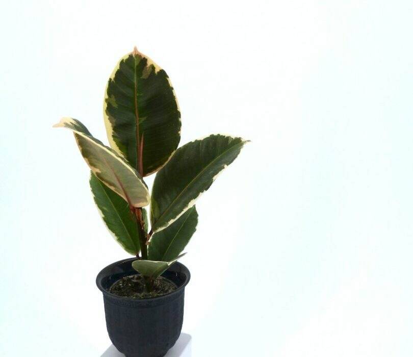 How to Plant, Grow, and Care for Rubber Plants