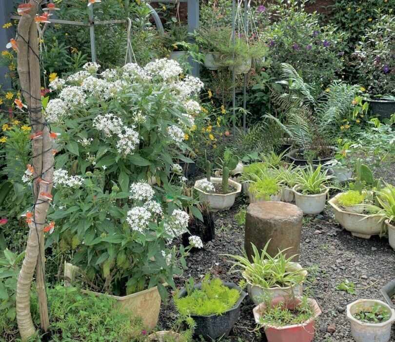 How to Plant, Grow, and Care for Sage