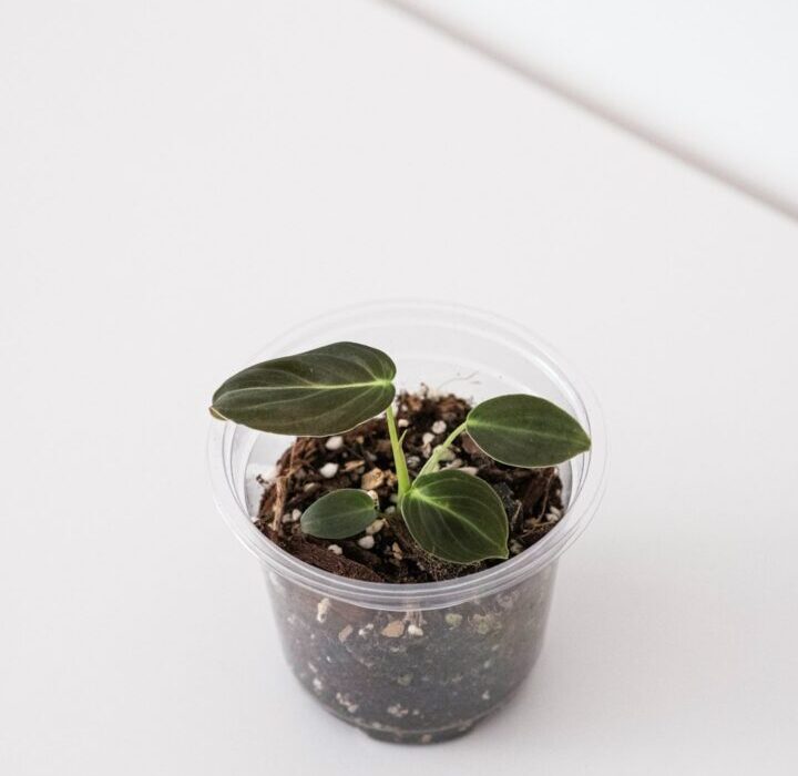 How to Plant, Grow, and Care for Snake Plants