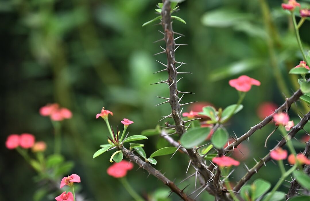 How to Plant, Grow, and Care for Snapdragons