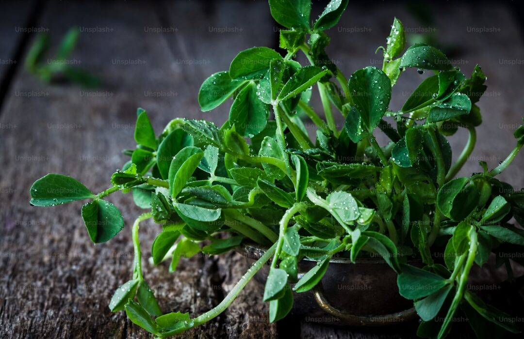 How to Plant, Grow, and Care for Spinach