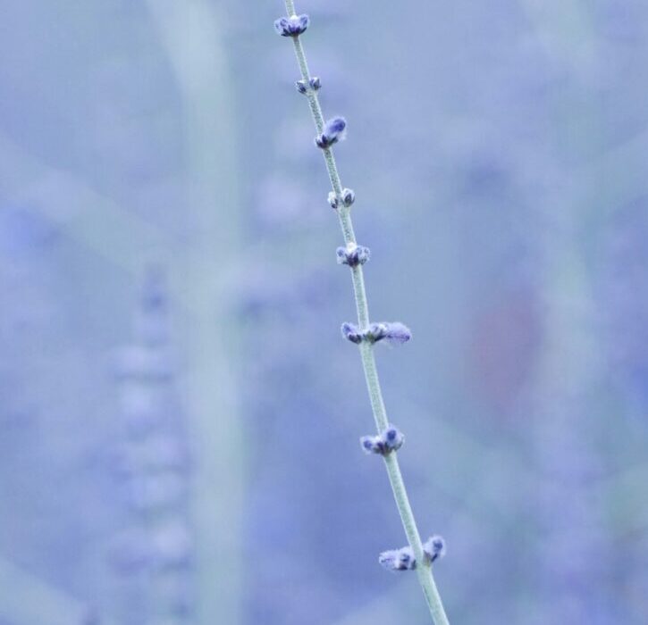 How to Plant, Grow, and Care for String of Pearls