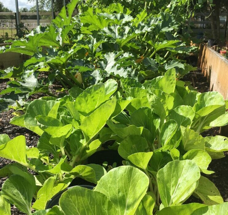 How to Plant, Grow, and Care for Sweet Potatoes