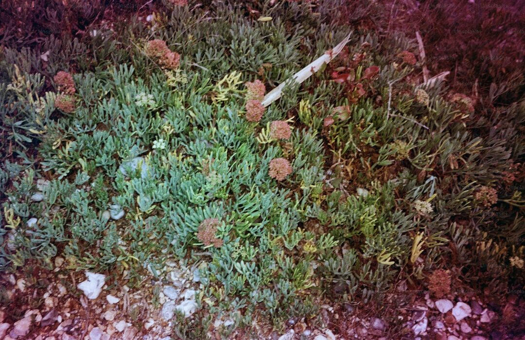 How to Plant, Grow, and Care for Thyme