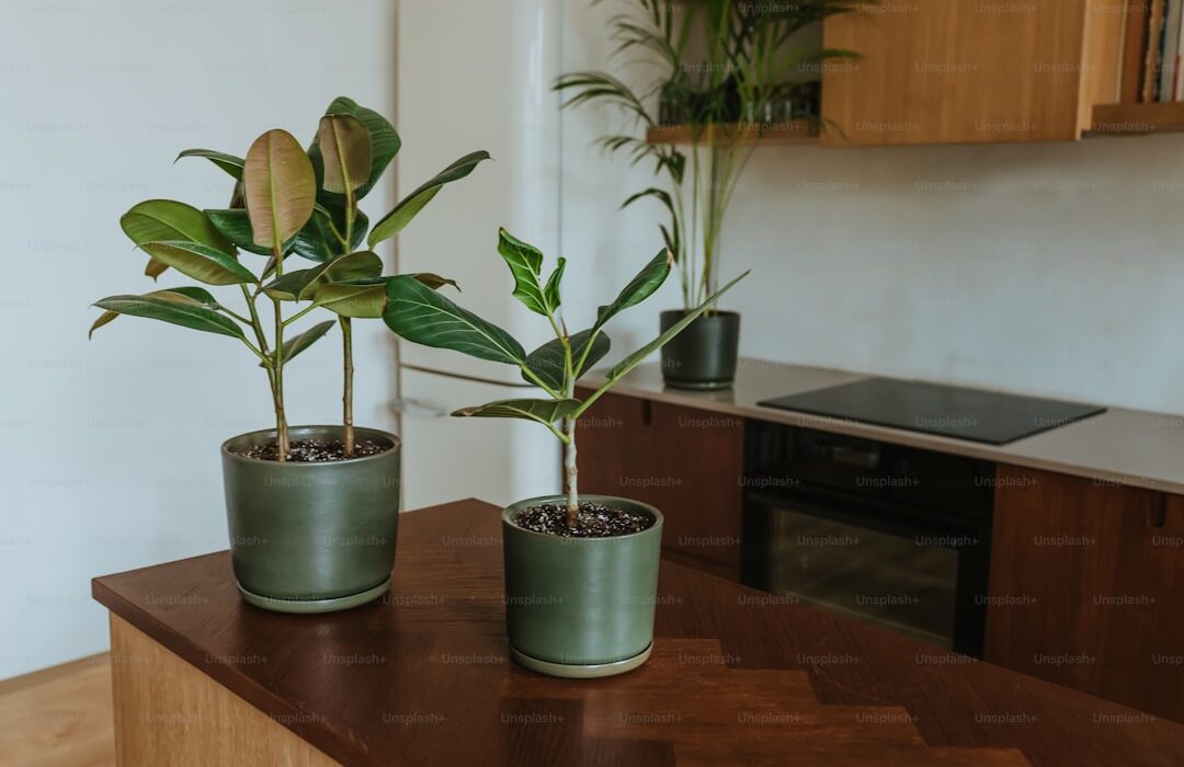How to Propagate Any Houseplant: Water, Soil, and Division Methods