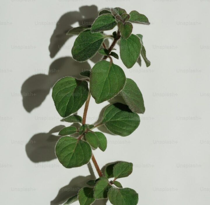 How to Propagate Herbs from Cuttings: Water and Soil Methods