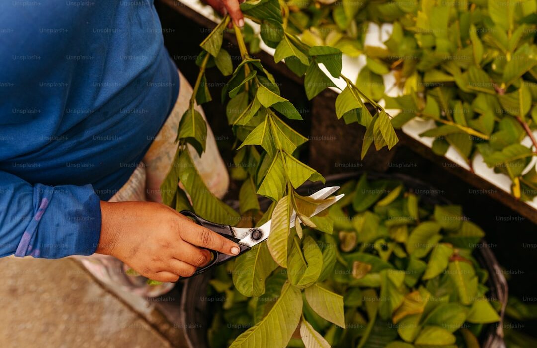 How to Propagate Succulents from Leaves and Cuttings