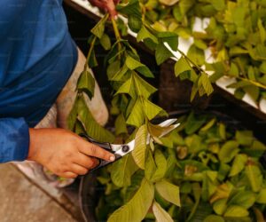 How to Propagate Succulents from Leaves and Cuttings