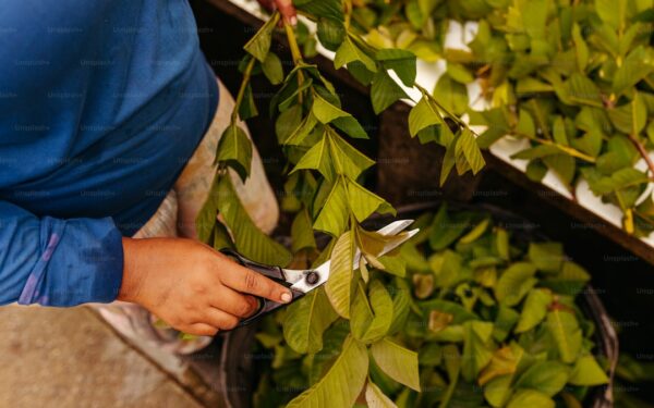 How to Propagate Succulents from Leaves and Cuttings