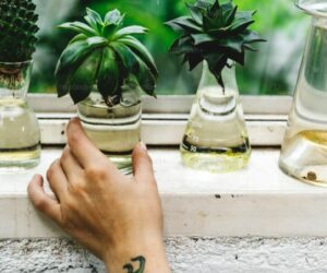 How to Propagate Succulents: Leaves, Cuttings, and Offsets