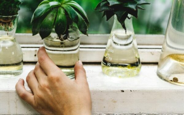 How to Propagate Succulents: Leaves, Cuttings, and Offsets