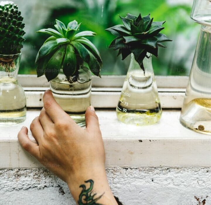 How to Propagate Succulents: Leaves, Cuttings, and Offsets