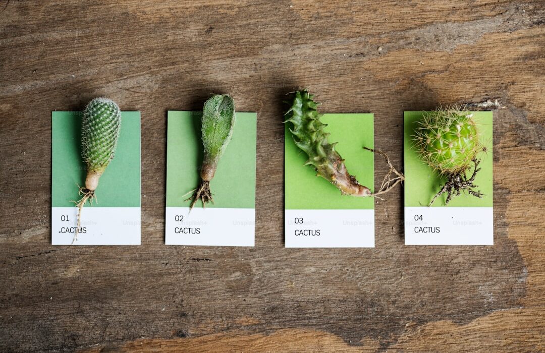 How to Propagate Succulents: Leaves, Offsets, Cuttings