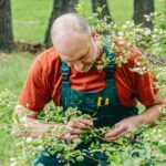 How to Prune Shrubs Correctly: Timing and Technique Guide