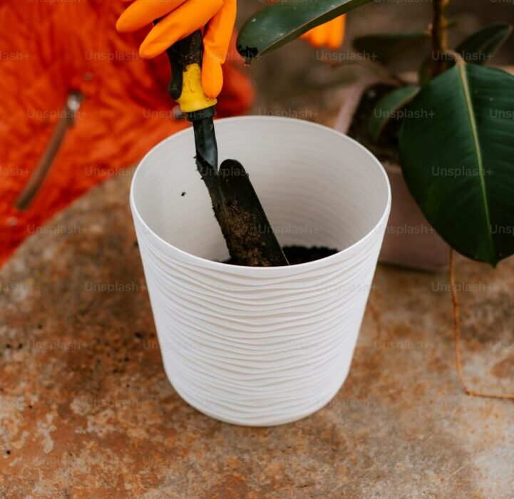 How to Repot Houseplants: When, Why, and Step-by-Step Method