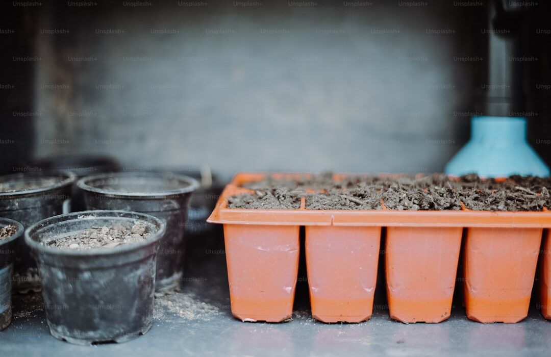 How to Save Seeds from Your Garden: A Step-by-Step Guide