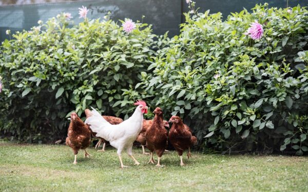 How to Start a Backyard Homestead on a Suburban Lot